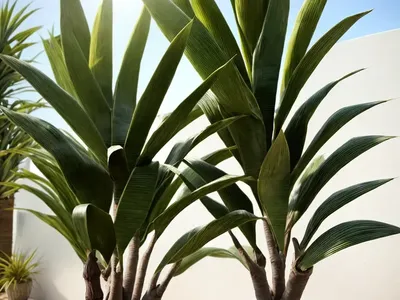 Yuka (Yucca)