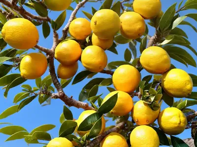 Yuzu Tree (Citrus Junos)