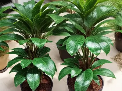 Zamia Pumila (Coontie)