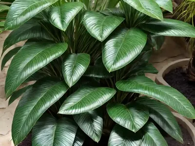 Zamia Sandovalii (Zamia Sandovalii C.nelson)