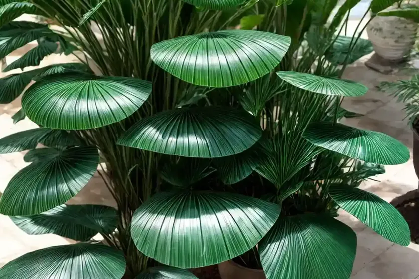 Zamia (Zamia) — photo 2
