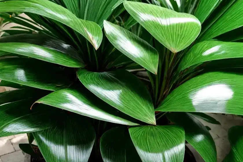 Zamia (Zamia) — photo 3
