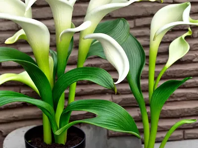 Zantedeschia Aethiopica ‘Green Goddess’ (Calla Lily)