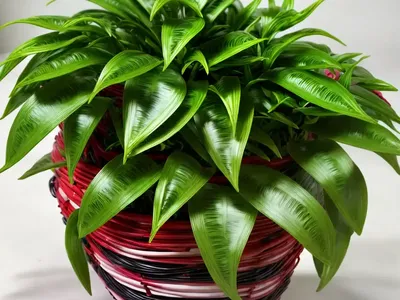 Zebra Basket Vine (Aeschynanthus Marmoratus)