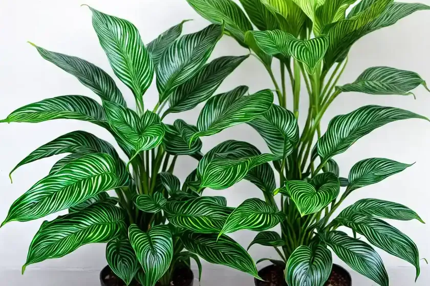 Zebra plant (calathea zebrina) — photo 3