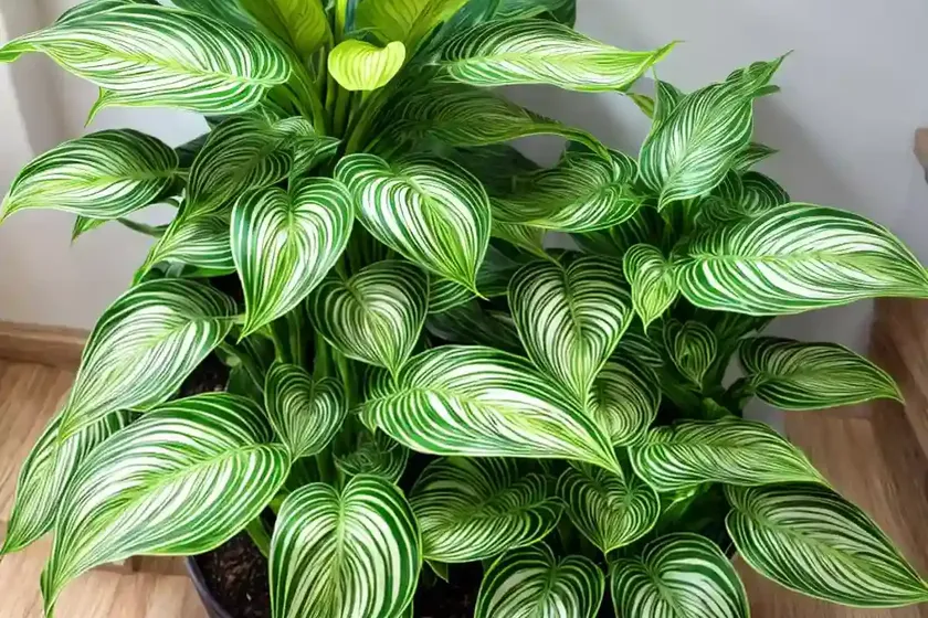 Zebra plant ‘compact star’ (calathea ‘compact star’) — photo 3