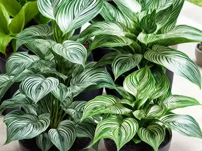 Zebra Plant ‘compact Star’ (Calathea ‘compact Star’)