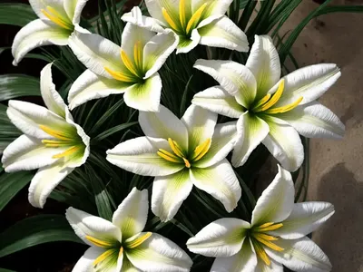 Zephyranthes Atamasca (Atamasco Lily)