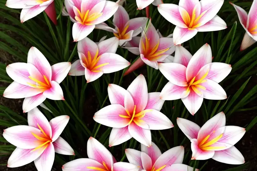 Zephyranthes candida (rain lily) — photo 3