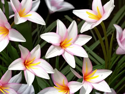 Zephyranthes Candida (Rain Lily)