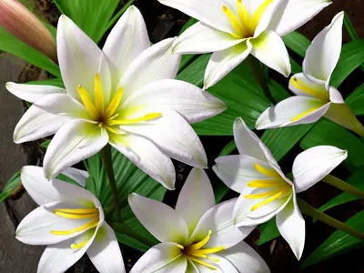 Zephyranthes Drummondii (Evening Rain Lily)