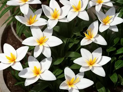 Zephyranthes (Zephyranthes)