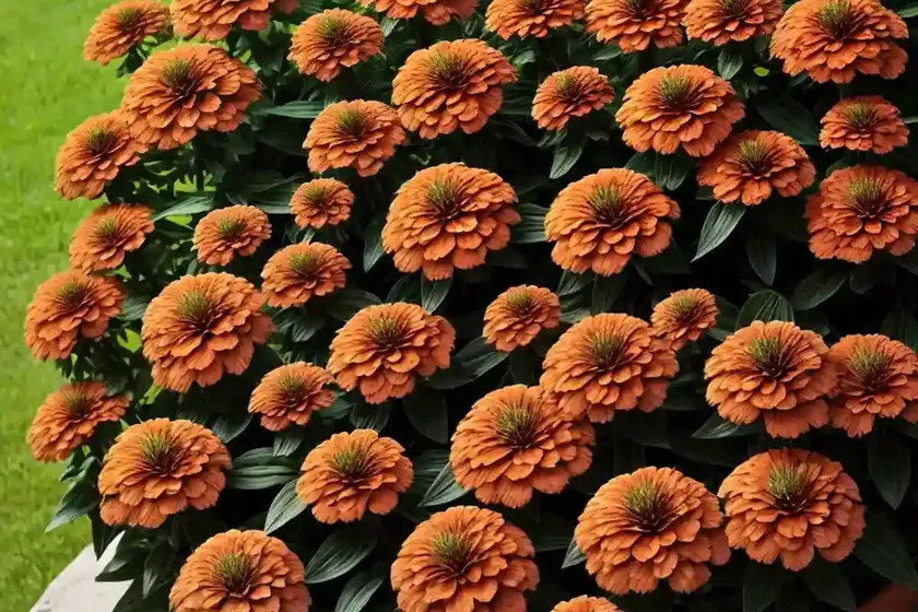 Zinnia ‘Benary’s Giant Orange’)