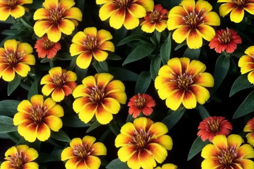 Zinnia Elegans ‘Zowie! Yellow Flame’) — photo 2