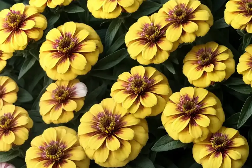 Zinnia marylandica ‘double zahara yellow’) — photo 2