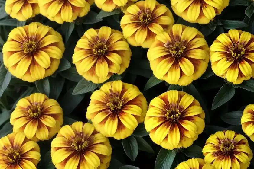 Zinnia marylandica ‘double zahara yellow’) — photo 3
