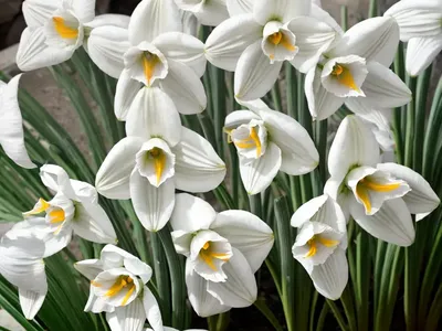 Ziva Paperwhite (Narcissus Papyraceus ‘Ziva’)