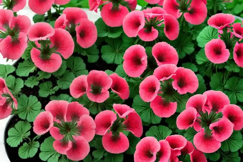 Zonal geranium (pelargonium hortorum) — photo 2