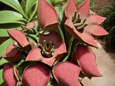 Zulu Giant (Stapelia Gigantea)