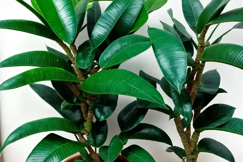 Zz plant (zamioculcas zamiifolia) — photo 3