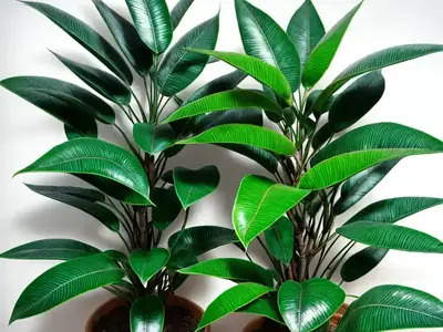 ZZ Plant (Zamioculcas zamiifolia) Care Guide