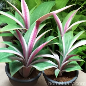 Aechmea Fendleri (Aechmea Fendleri)