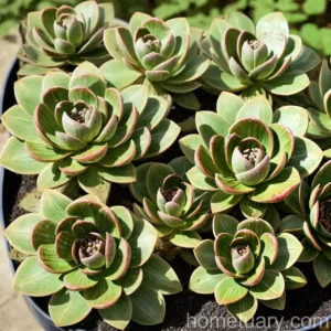 Aeonium Glutinosum (Aeonium Glutinosum)