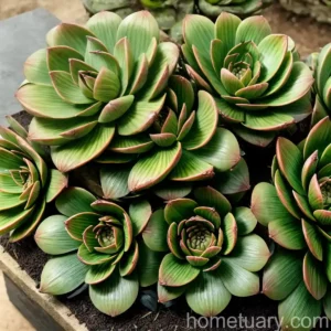 Aeonium Volkeri (Aeonium Volkeri)