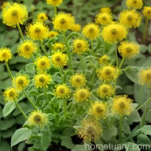African Turnip Weed (Sisymbrium Runcinatum)
