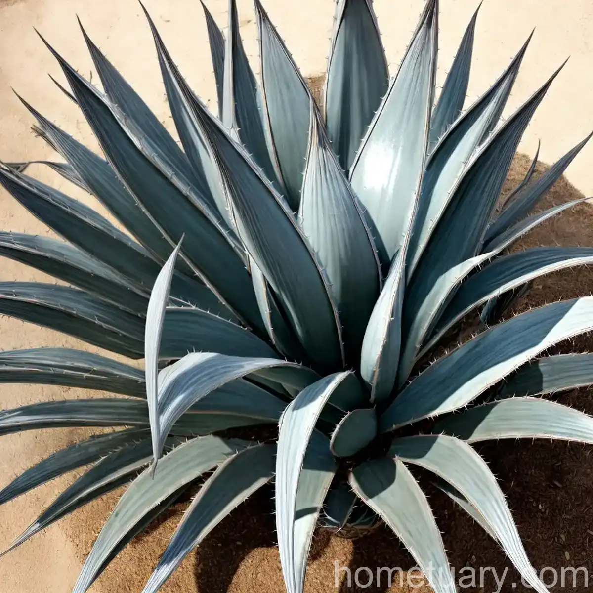 Agave ‘Silver Surfer’ (Agave Americana ‘Silver Surfer’)