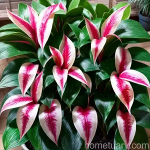 Aglaonema Lady Valentine (Aglaonema Commutatum “Lady Valentine”)