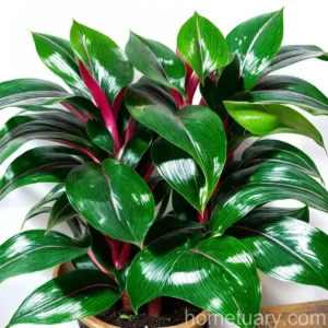 Aglaonema Maria (Aglaonema ‘maria’)