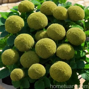 Alexanders (Smyrnium Olusatrum)