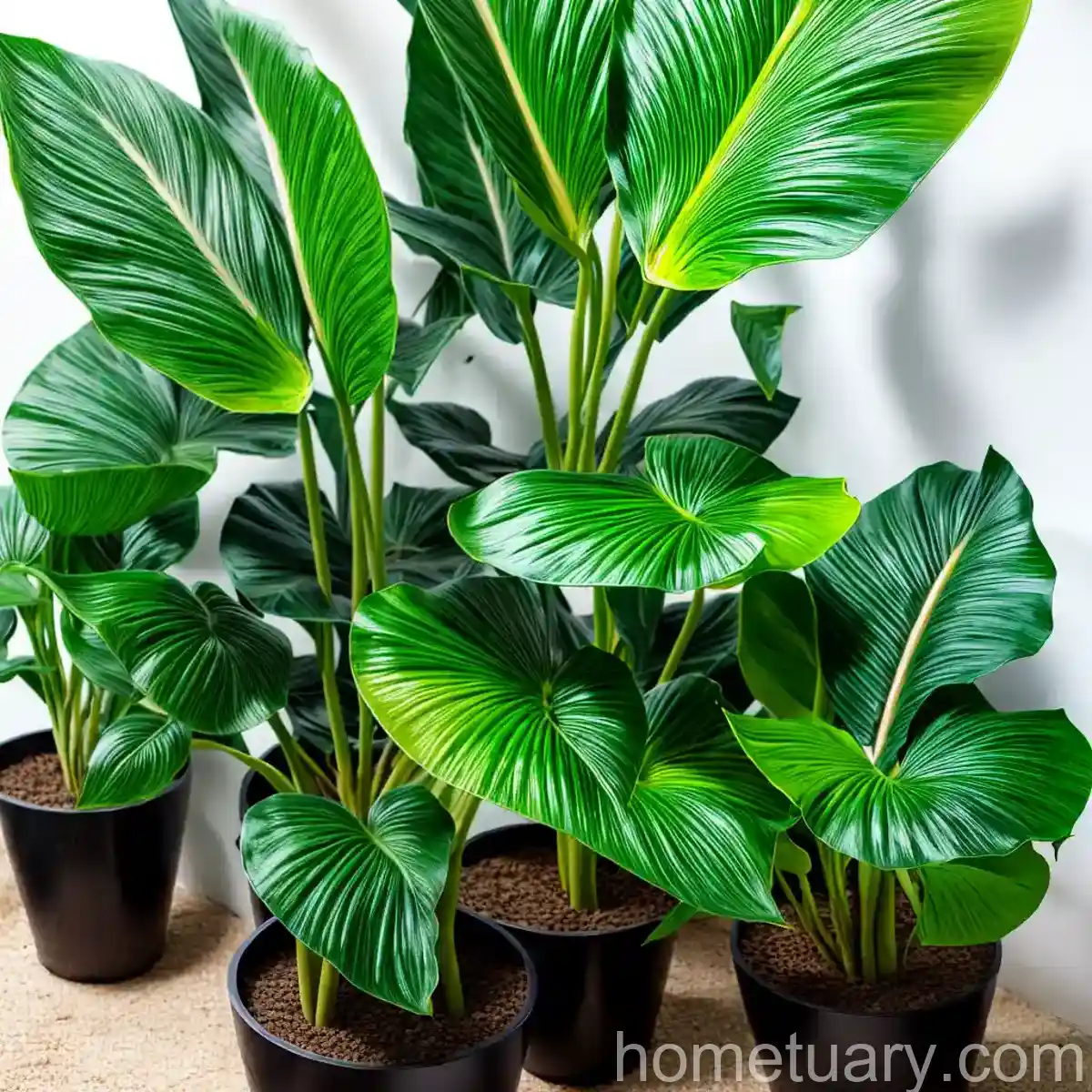 Alocasia Calidora (Alocasia Calidora)