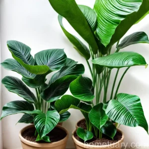 Alocasia Longiloba (Alocasia Longiloba)