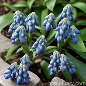 Alpine Squill (Scilla Bifolia)