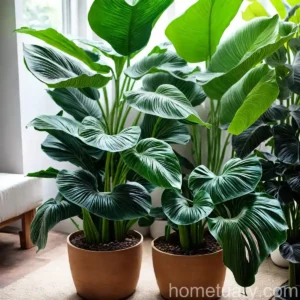 Amazon Elephant’s Ear (Alocasia X Amazonica)