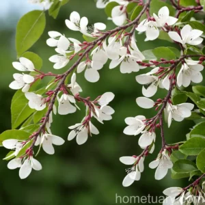 Amelanchier Alnifolia (Serviceberry)
