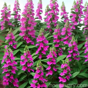 Angelonia ‘Angelface White’ (Summer Snapdragon)