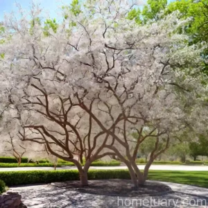 Arizona Ash (Fraxinus Velutina)