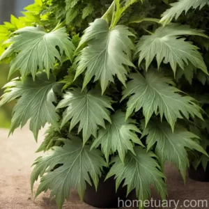 Armed Bear’s Breeches (Acanthus Spinosus)