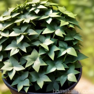Asterisk Ivy (Hedera Helix ‘asterisk’)