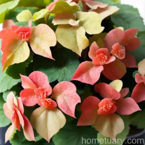 Begonia Dregei (Grape Leaf Begonia)