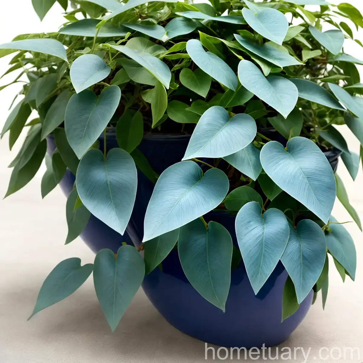 Blue China Vine (Holboellia Coriacea)
