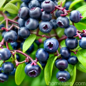 Blueberry Kisses (Vaccinium Hybrid)