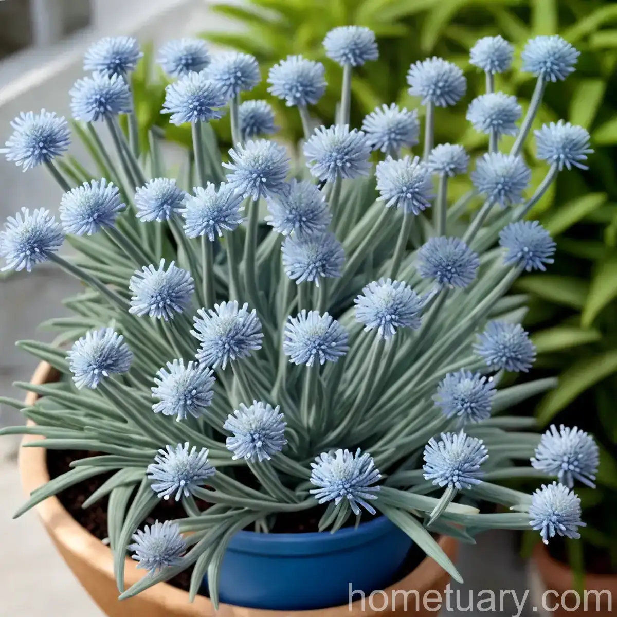 Blue Chalksticks (Senecio Serpens)