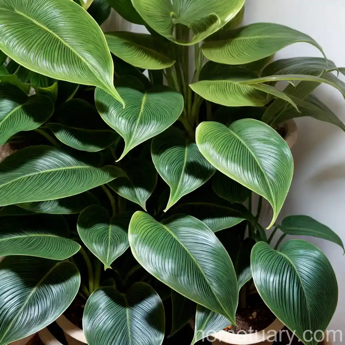Brazil Philodendron (Philodendron Hederaceum)