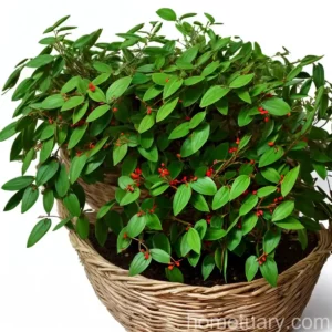 Butcher’s Broom (Ruscus Aculeatus)