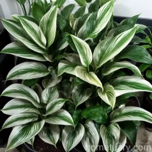 Calathea Majestica Whitestar (Calathea Majestica Whitestar’)