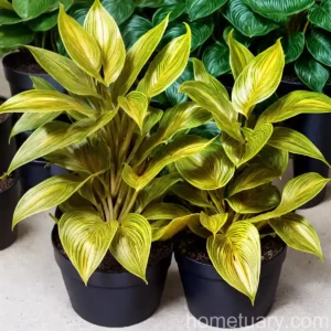 Calathea Pilosa (Ctenanthe ‘golden Mosaic’)